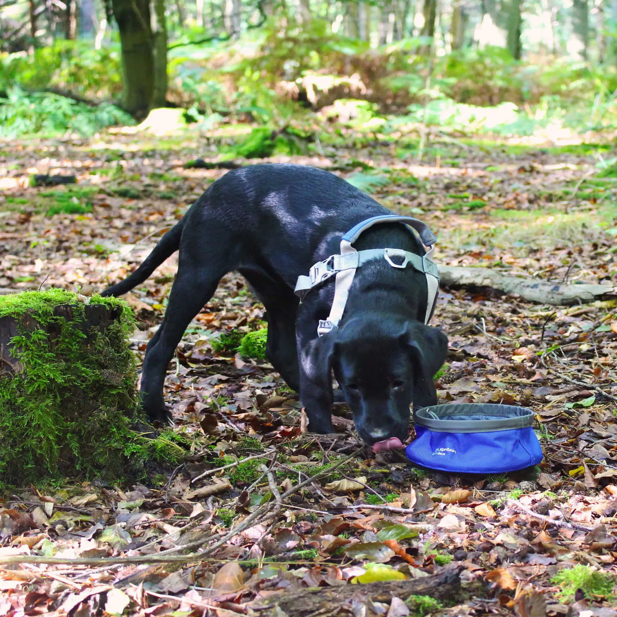 Collapsible Dog Food Bowl - Small
